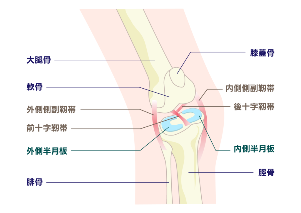 膝関節構造のイメージ図