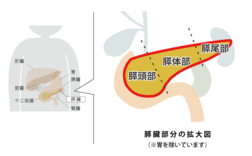 膵臓のイメージ図